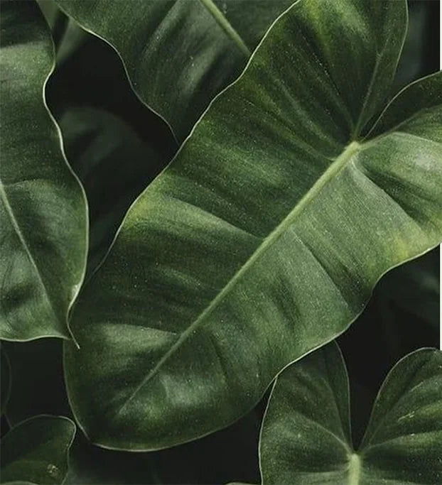 Green foliage