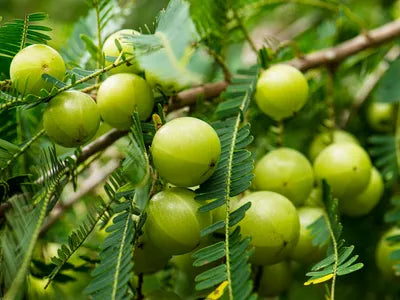 Amla